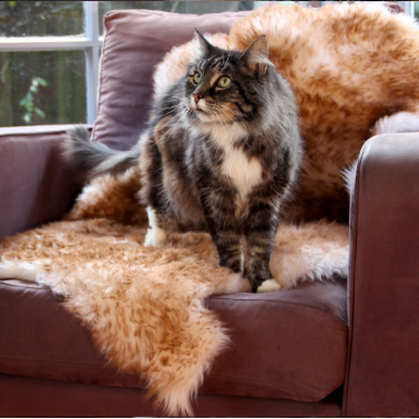 Cat standing on natural sheepskin rug