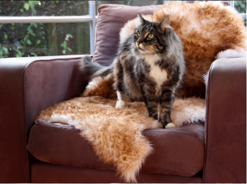 Pet cat on natural sheepskin rug.