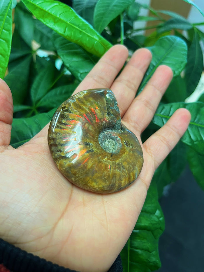 Rainbow Ammonite Fossil Shell